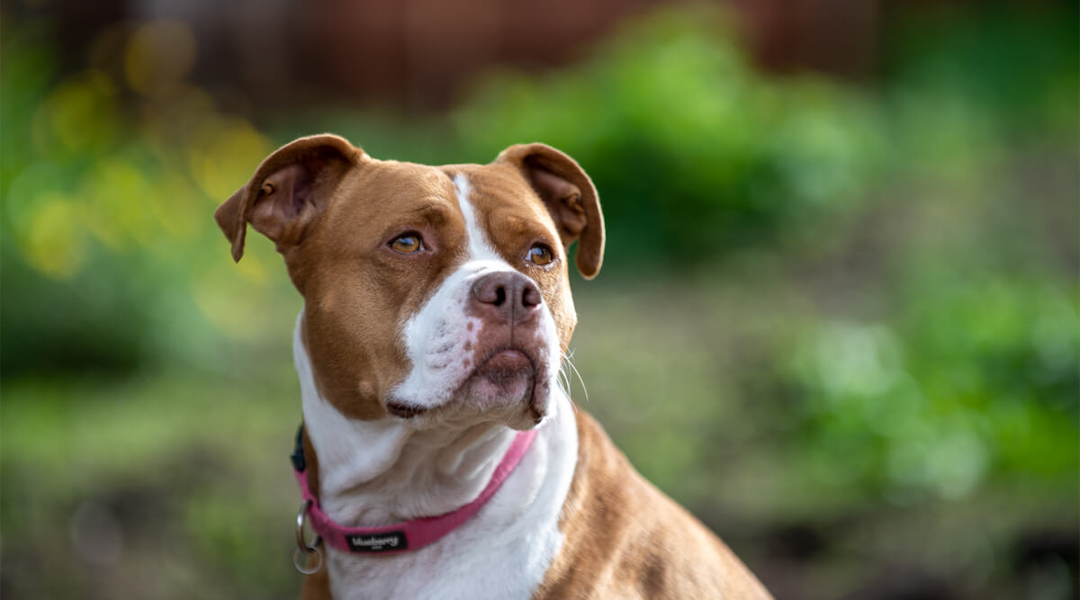 ANIMAL-ASSISTED -WELLNESS