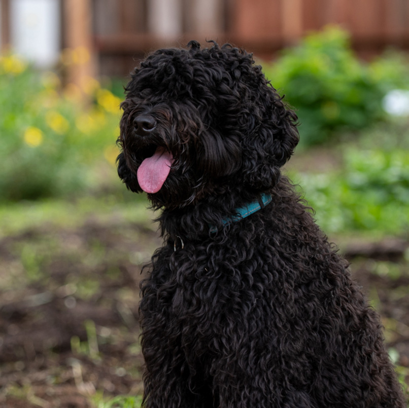 Dakota - Therapy dog with South Bay Animal Connection