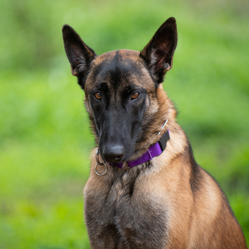 Halona - Therapy dog with South Bay Animal Connection